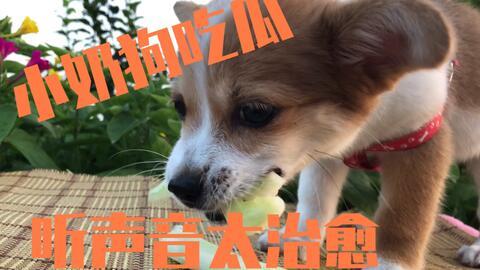 娱乐吃瓜菌小狗视频下载,揭秘小狗视频下载背后的秘密  第1张